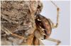 Linyphia triangularis