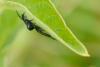 93269 – Photo : Alain Crespin – France (79)
