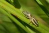 93337 – Photo : Alain Crespin – France (79)