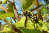 93914 – Photo : Patrick Le Mao – France (35)