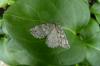 93497 – Photo : Vita – France (53)