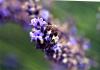 93165 – Photo : Sabatino Ugo – France (84)