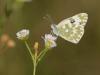 93660 – Photo : S. Regnard – Pologne