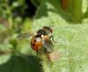 93175 – Photo : Éric Maurice – France (88)