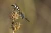 93312 – Photo : Olivier Pépin-Malherbe – France (34)