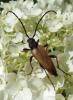 Stictoleptura rubra