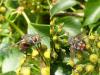 93475 – Photo : Patrick Le Mao – France (35)
