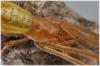 Tetragnatha sp.