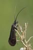 93061 – Photo : Marc Solari – France (68)