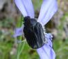 93505 – Photo : T. Letuppe – France (04)