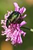 93358 – Photo : Daniel Ventard – France (05)
