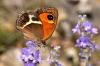 93656 – Photo : Bartolome Joseph – France (00)