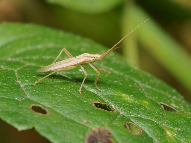 Réf. 93041 — INSECTA > Heteroptera > Miridae > Stenodema (Stenodema
