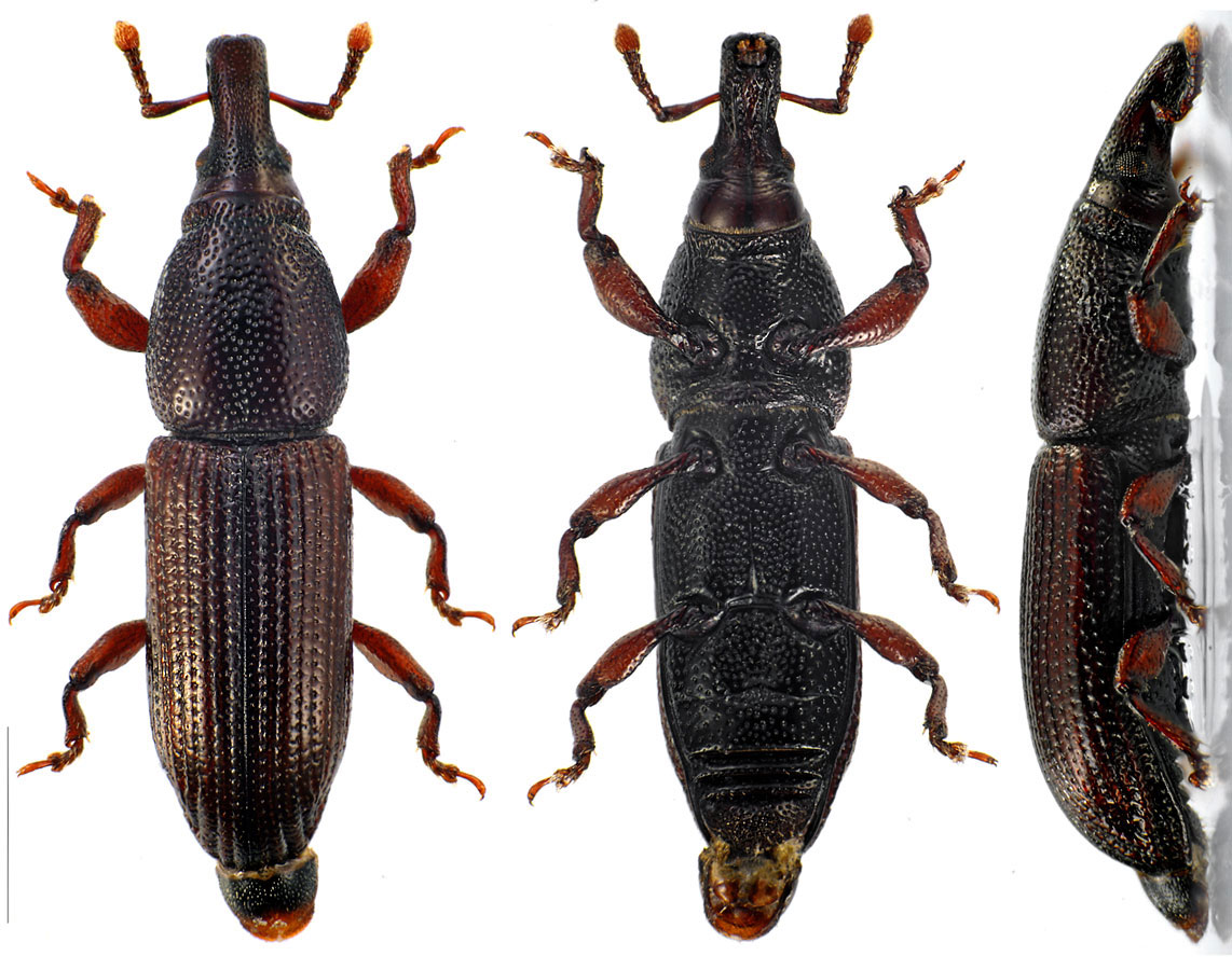 Réf. 93881 — INSECTA > Coleoptera > Curculionidae > Pentarthrum huttoni