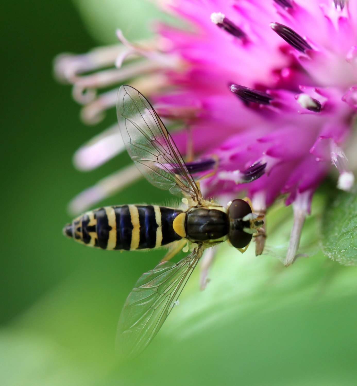 Castor - Sphaerophoria sp. - réf. 93226 (1386 x 1500 pixels, 186 ko)
