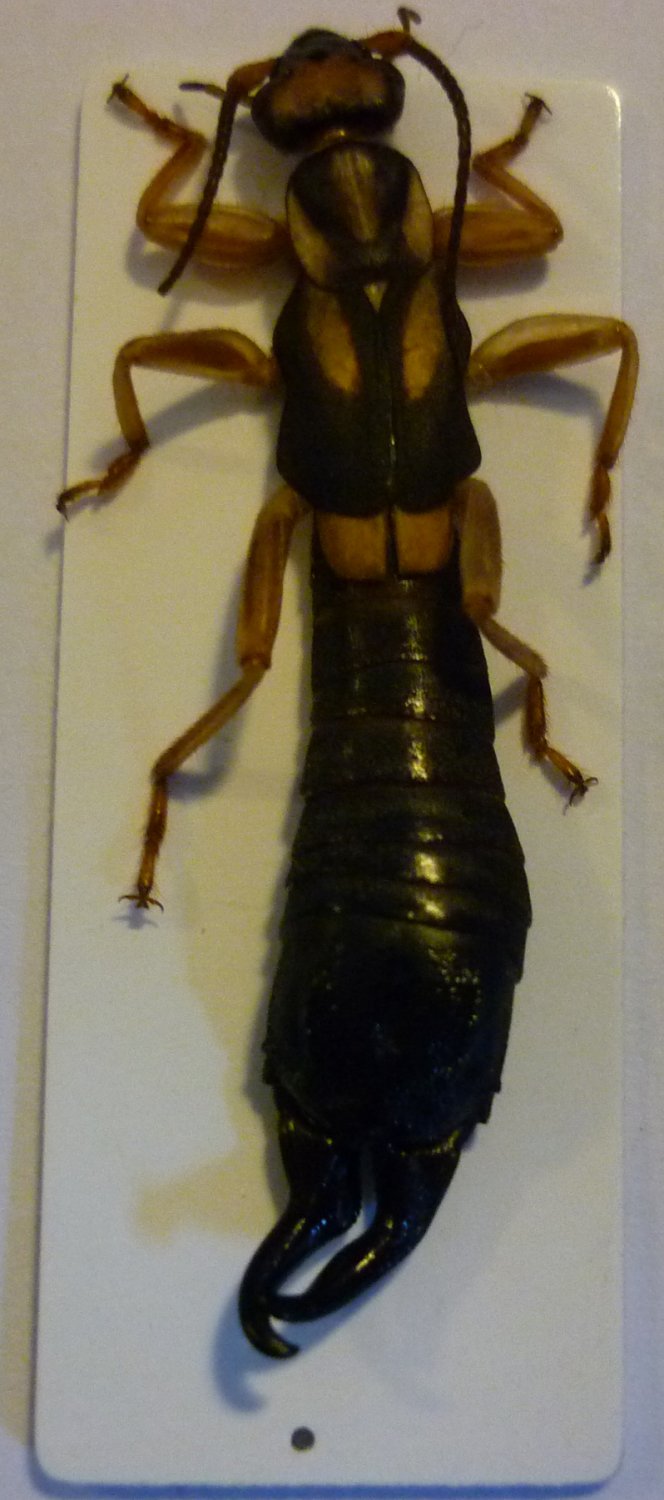 Christophe Girod - Pyge tonkinensis - réf. 93332 (664 x 1500 pixels, 121 ko)
