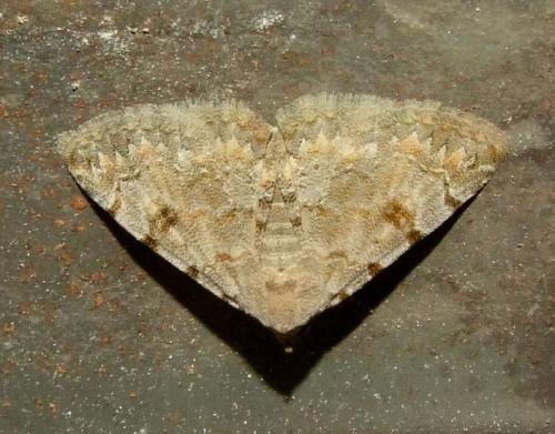 Réf. 94 862 : Metachrostis velox