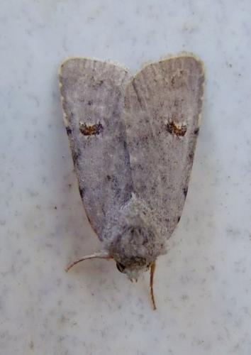 Caradrina kadenii