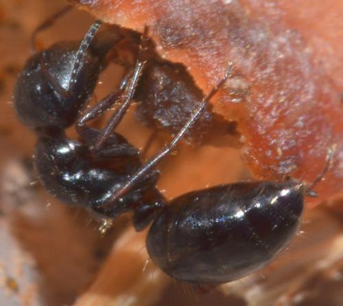 Réf. 94 498 : Camponotus piceus