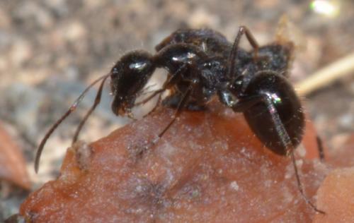 Réf. 94 461 : Camponotus piceus