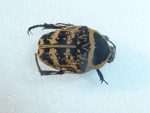 Euryomia argentea