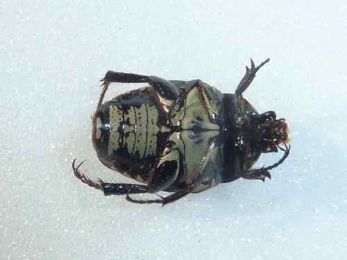 Euryomia argentea