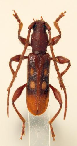 Stenygrinum quadrinotatum