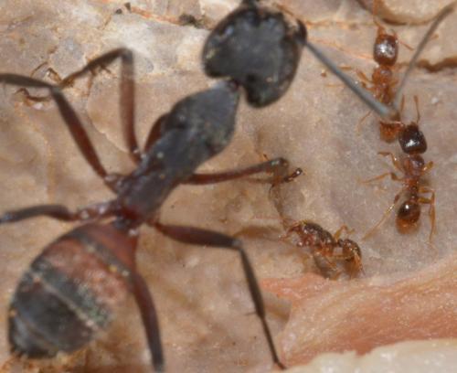 Réf. 94 425 : Tetramorium sp.