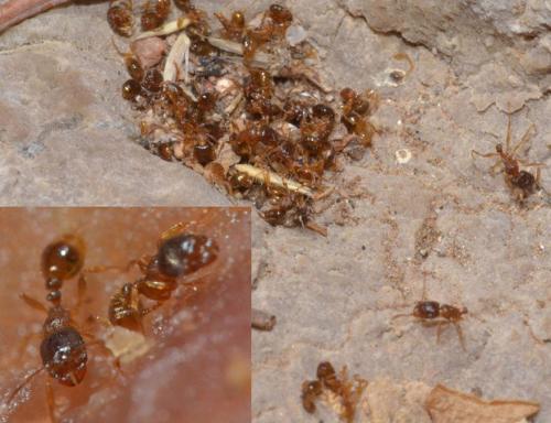 Réf. 94 352 : Tetramorium sp.