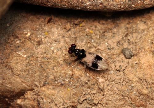 Leptopus hispanus
