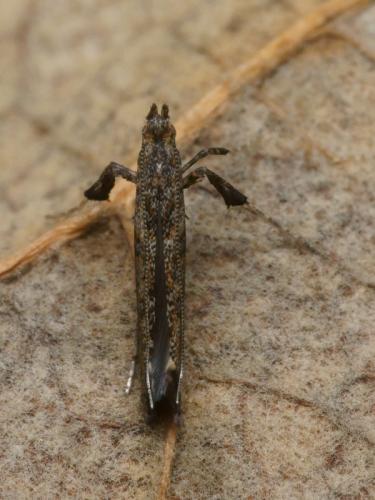 Caloptilia cuculipennella