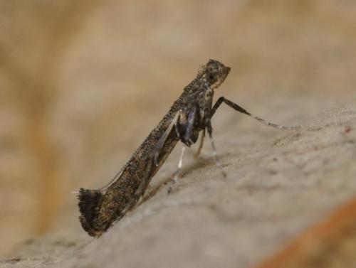 Caloptilia cuculipennella