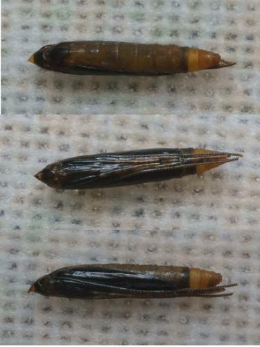 Caloptilia cuculipennella