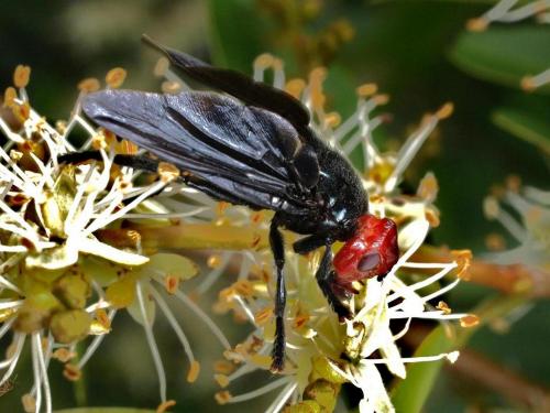Réf. 94 633 : Bromophila caffra