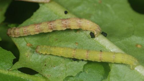 Réf. 94 647 : Nycterosea obstipata