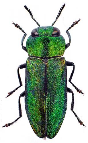 Réf. 94 916 : Anthaxia nitidula