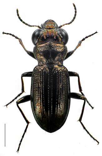 Réf. 94 915 : Notiophilus palustris