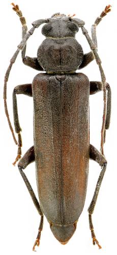 Réf. 94 917 : Arhopalus rusticus