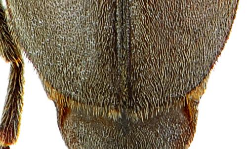 Arhopalus rusticus