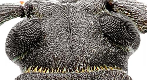 Réf. 94 919 : Arhopalus rusticus