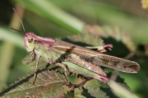 Aiolopus sp.