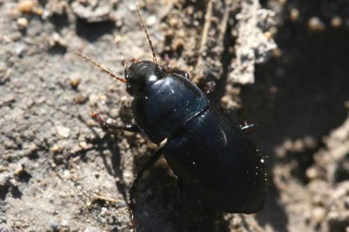 Réf. 94 622 : Harpalus dimidiatus