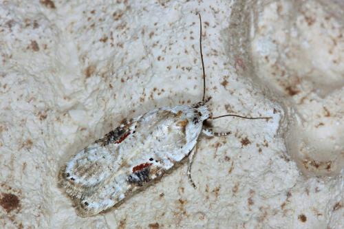 Réf. 94 687 : Agonopterix alstromeriana