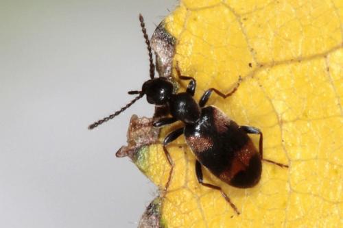 Réf. 94 778 : Anthicus sp.