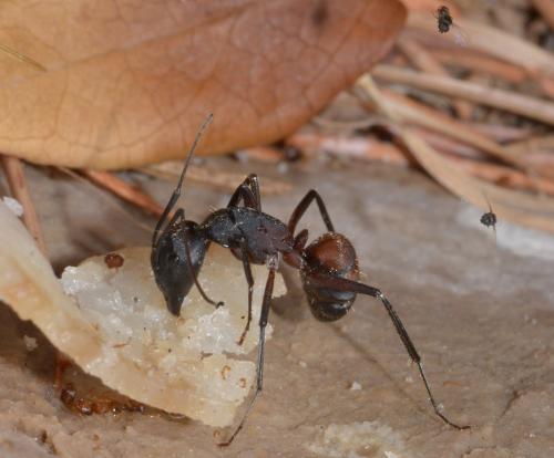 Camponotus cruentatus