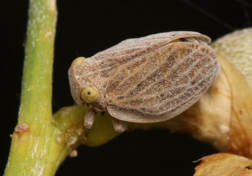 Agalmatium sp.