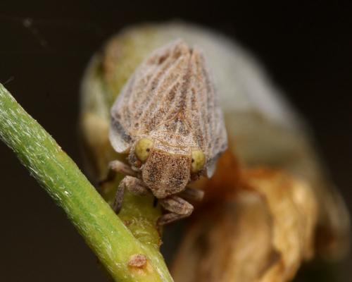 Agalmatium sp.