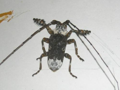 Réf. 94 545 : Lasiopezus longimanus
