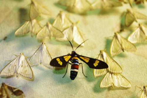 Euchromia sp.