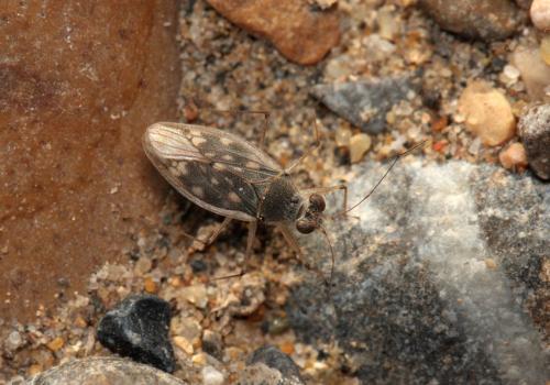 Réf. 94 491 : Erianotus lanosus